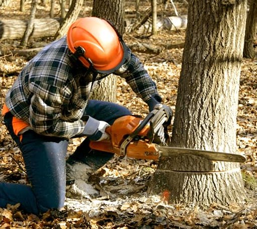 Tree Removal in Cedarville, MI